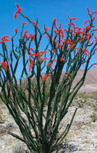 Load image into Gallery viewer, May 2024 Colorway: ‘Texas Ocotillo’