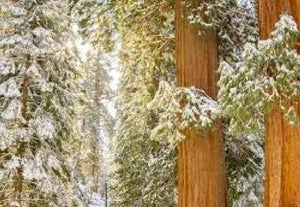 March 2023 Exclusive Kit - Explorer Shawl Pattern + 2 Skeins of "Redwood Winter” kit